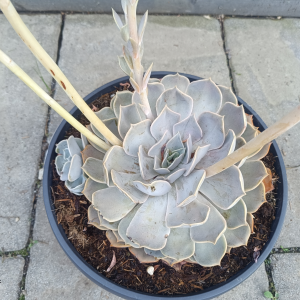 Echeveria (Echevéria) ´POLLUX´ - kont. C12L, výška 20-30 cm, Ø 20-30 cm